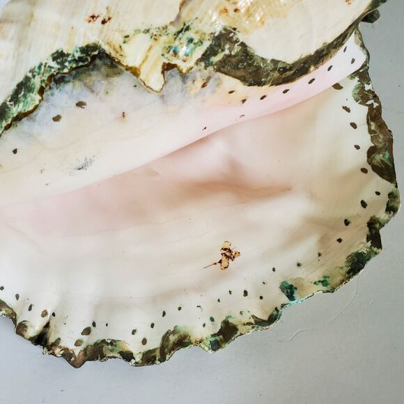 60s Lg Natural Queen Conch Seashell 12"x9"x6.5" Coral Pink Handpainted Vtg Shell - Picture 6 of 16